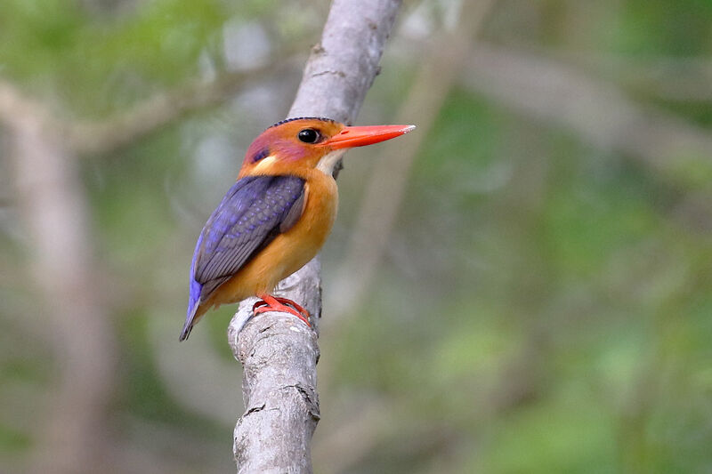 African Pygmy Kingfisheradult