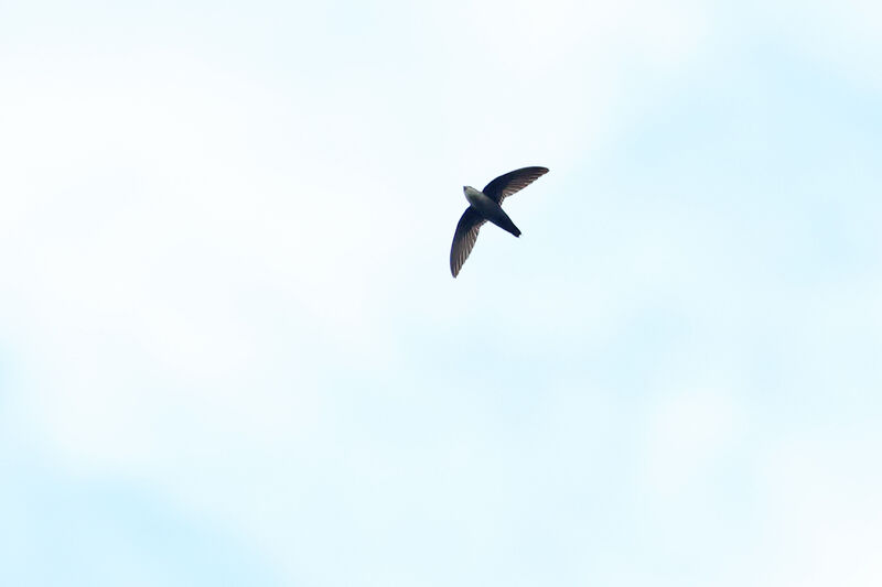 Grey-rumped Swift