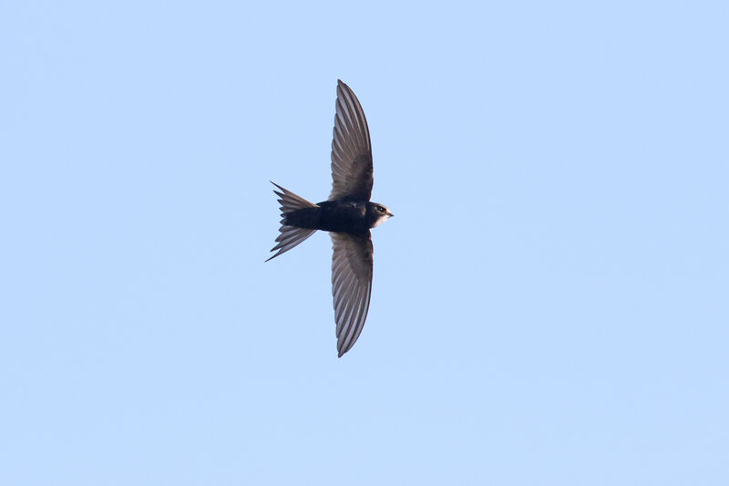 White-rumped Swift