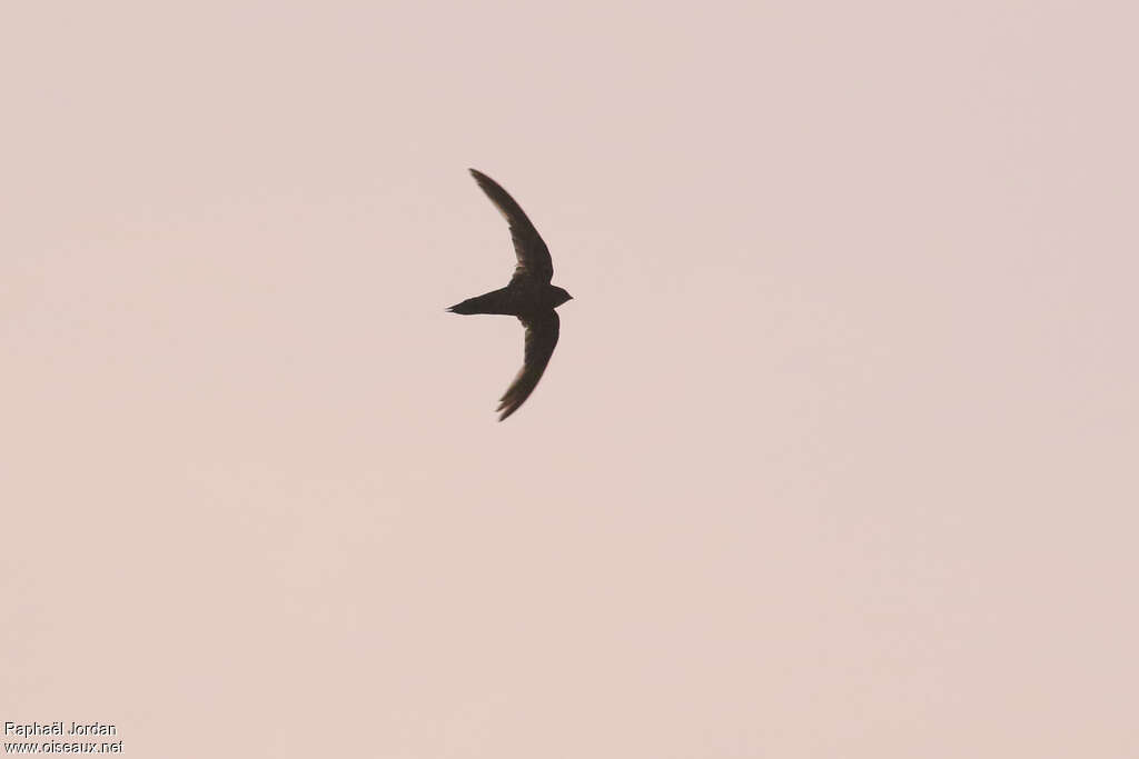 Dark-rumped Swift