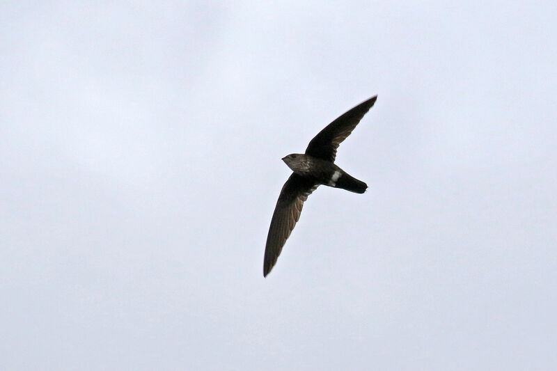 Mottled Spinetail