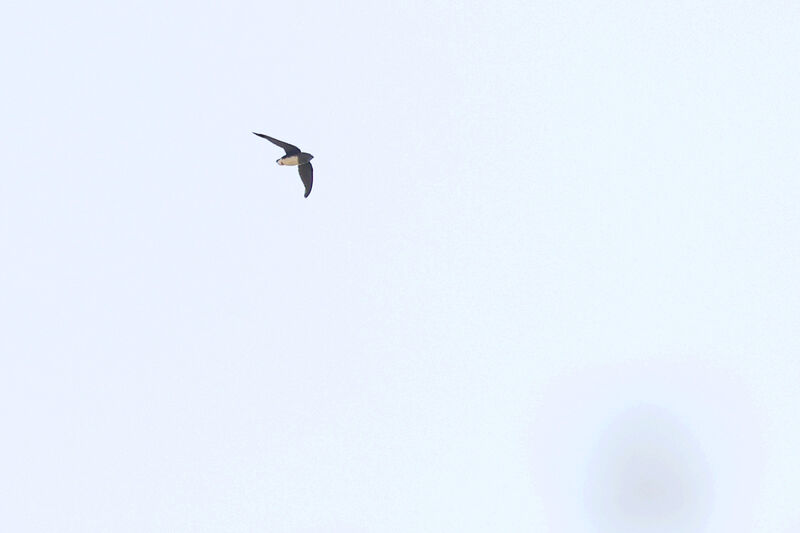 Cassin's Spinetail