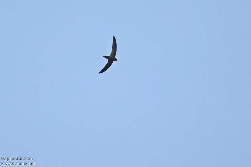 Black Spinetail