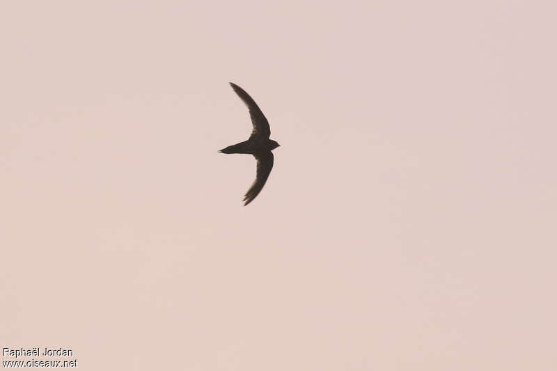 Dark-rumped Swiftadult