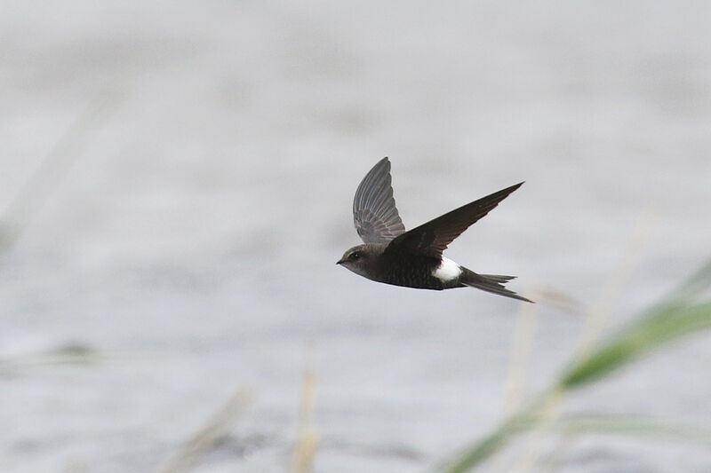 Pacific Swiftadult breeding