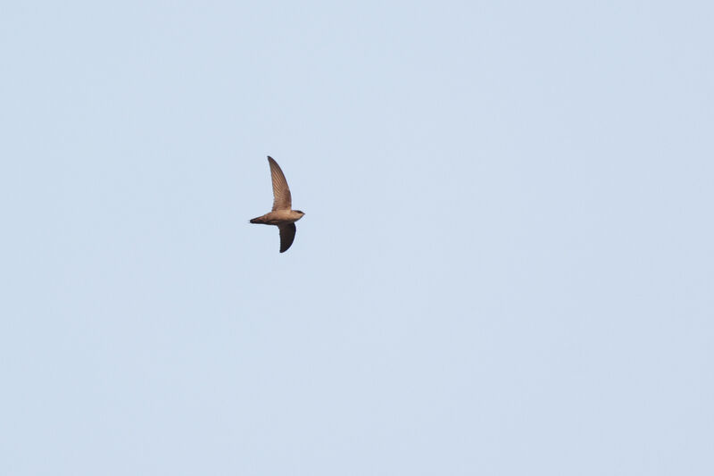 Vaux's Swift