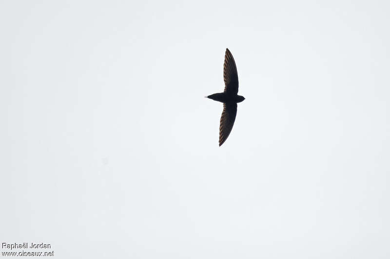 Silver-rumped Spinetail