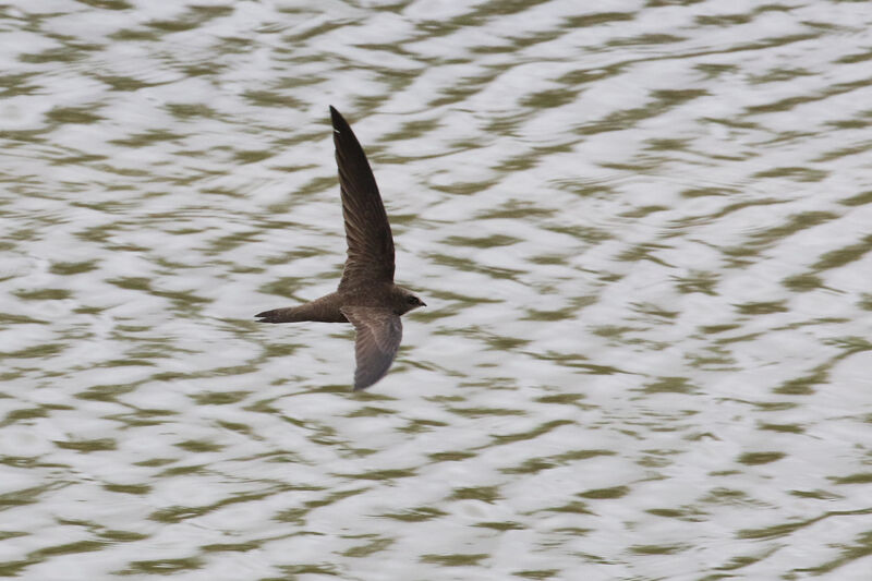 Pallid Swiftadult breeding