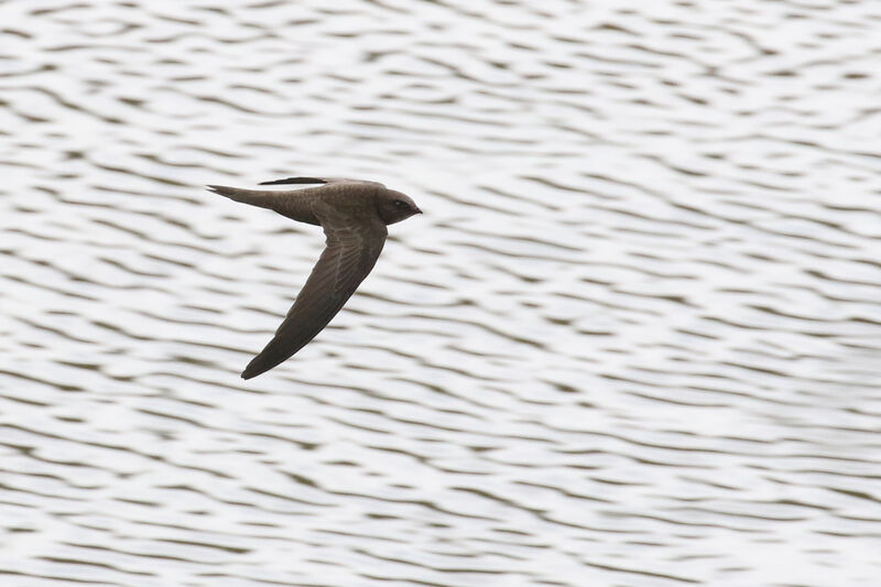 Pallid Swiftadult breeding