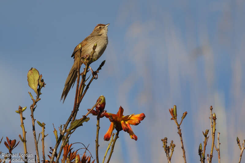 Papuan Grassbird male adult breeding, identification, song