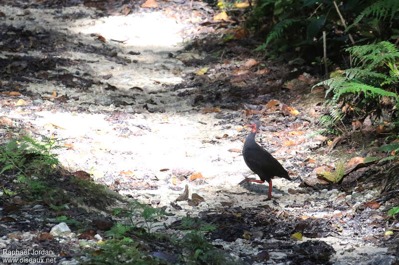 Biak Scrubfowladult, identification