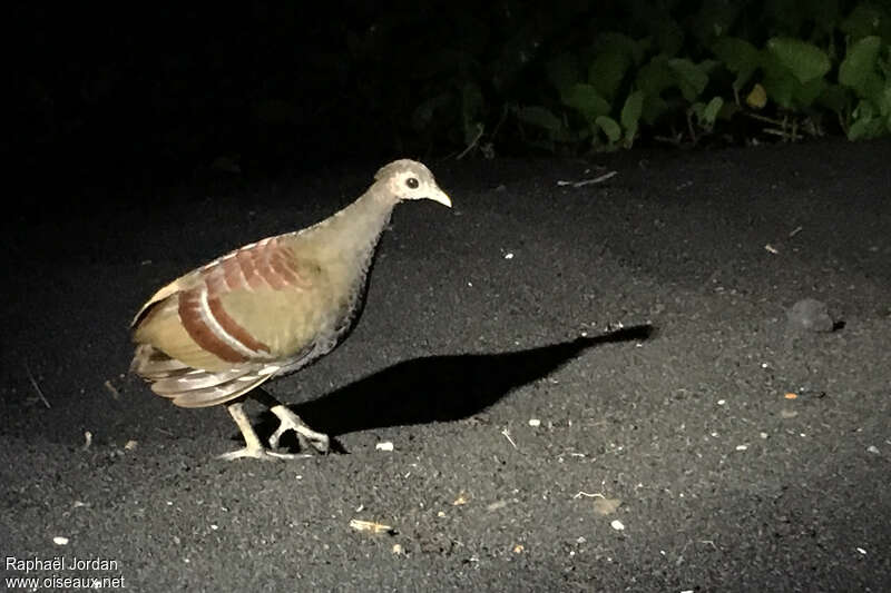 Moluccan Megapode, identification