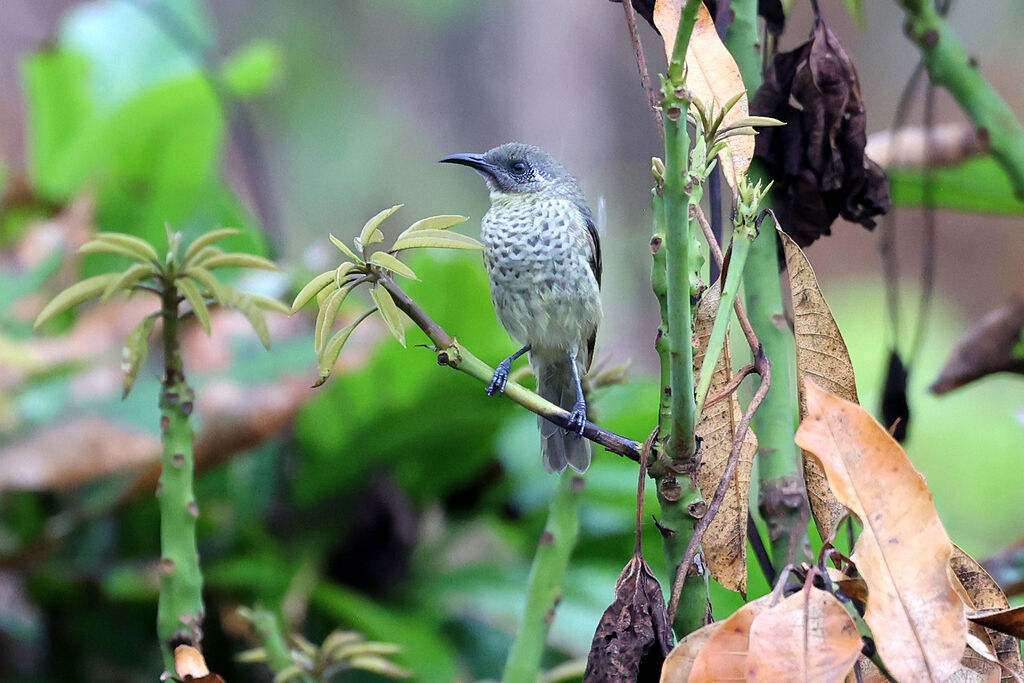 Scaly-breasted Honeyeateradult