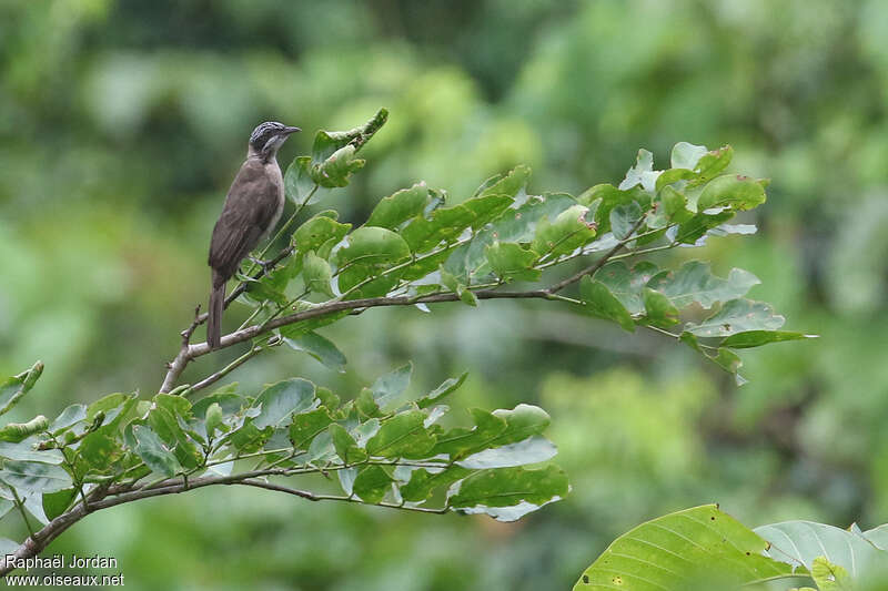 Streak-headed Honeyeateradult