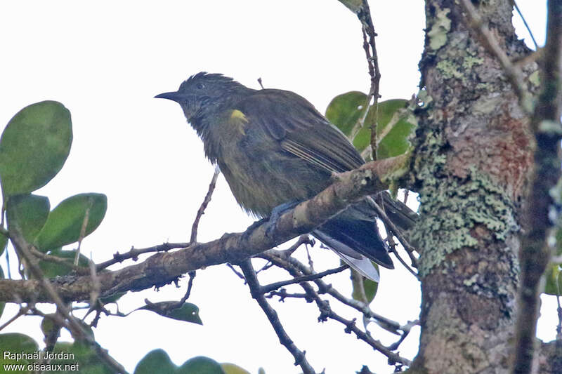 Yellowish-streaked Honeyeateradult, identification