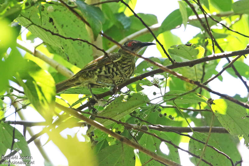 Spotted Honeyeateradult