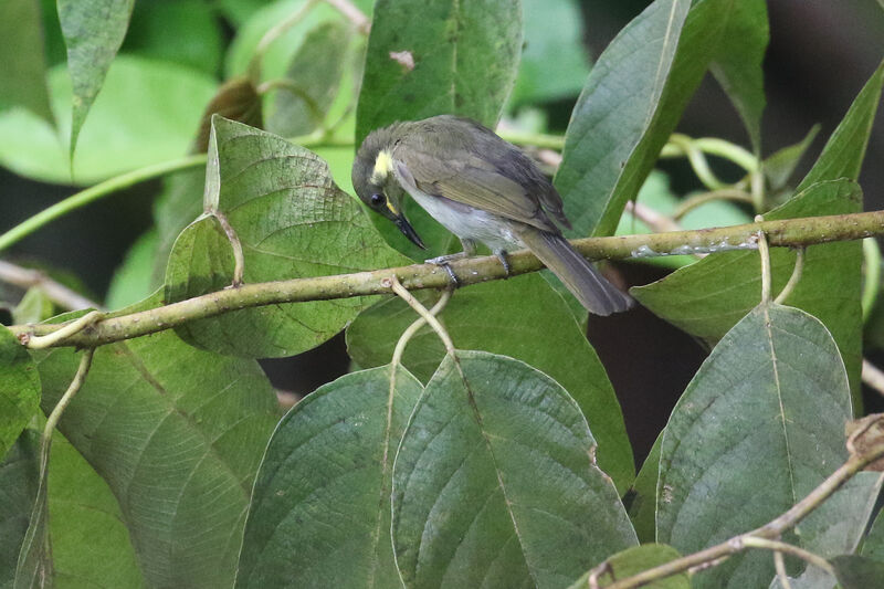 Mimic Honeyeateradult