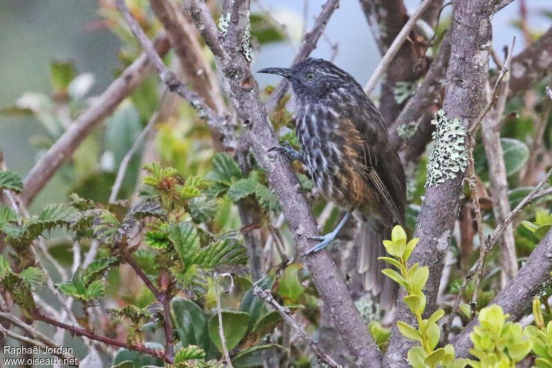 Grey-streaked Honeyeateradult, identification