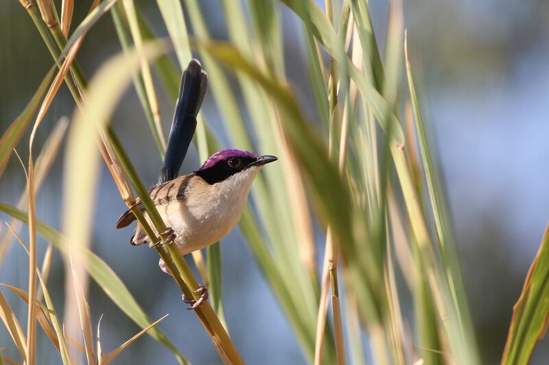 Purple-crowned Fairywren male adult