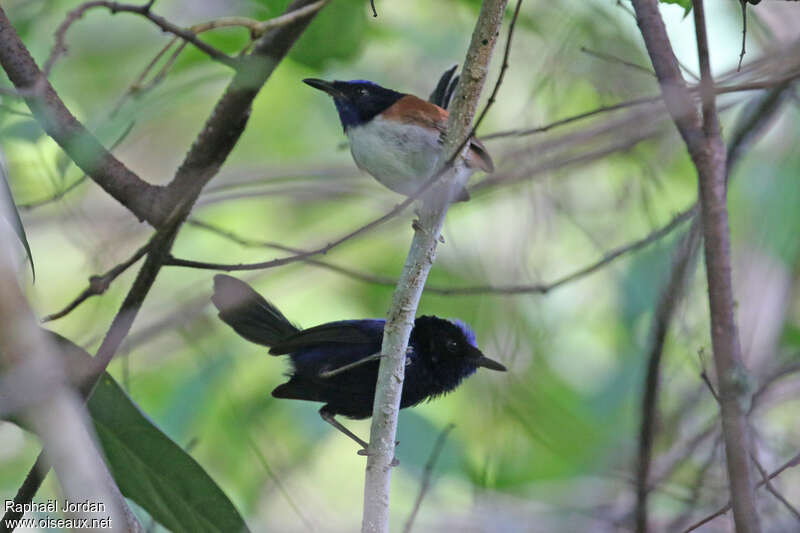 Emperor Fairywrenadult breeding, aspect