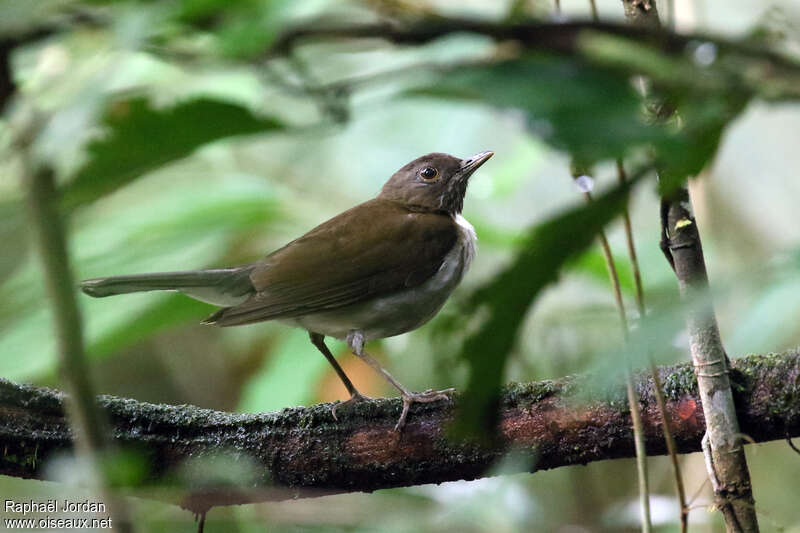 White-necked Thrushadult, identification