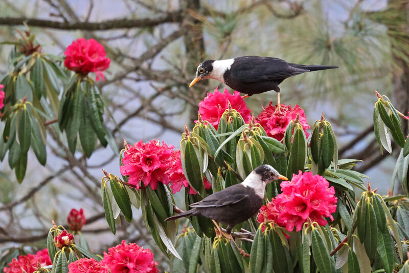 White-collared Blackbirdadult