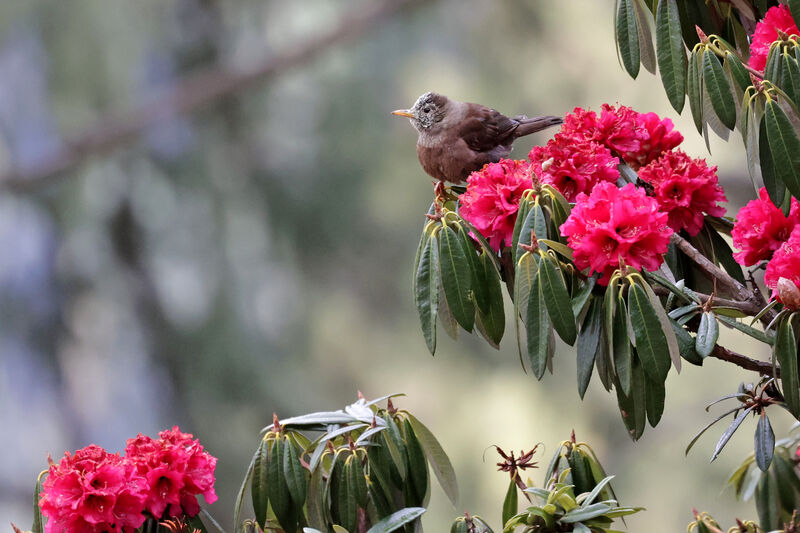 White-collared Blackbirdimmature