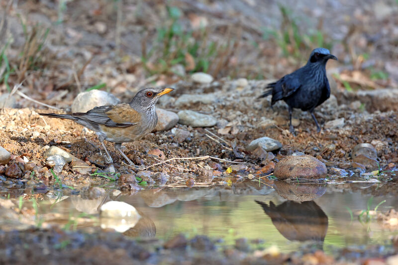 Rufous-backed Thrushadult