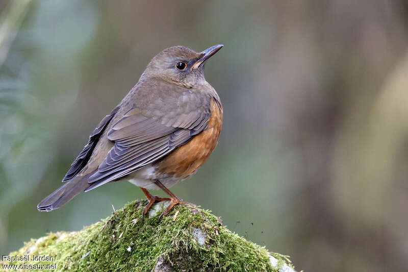 Brown-headed Thrush male adult breeding, identification