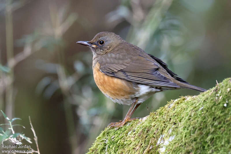 Brown-headed Thrush male adult breeding, identification