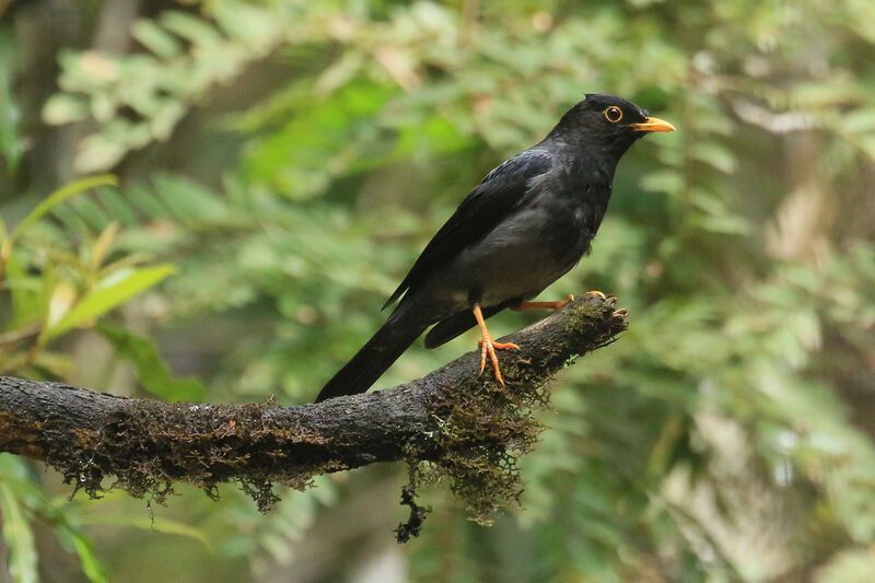 Yellow-legged Thrush male adult