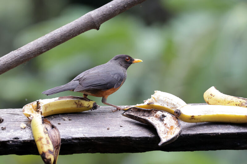 Chestnut-bellied Thrushadult