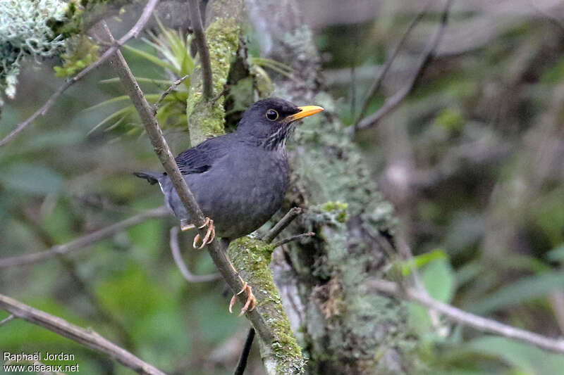 Merle ardoisé mâle adulte, identification