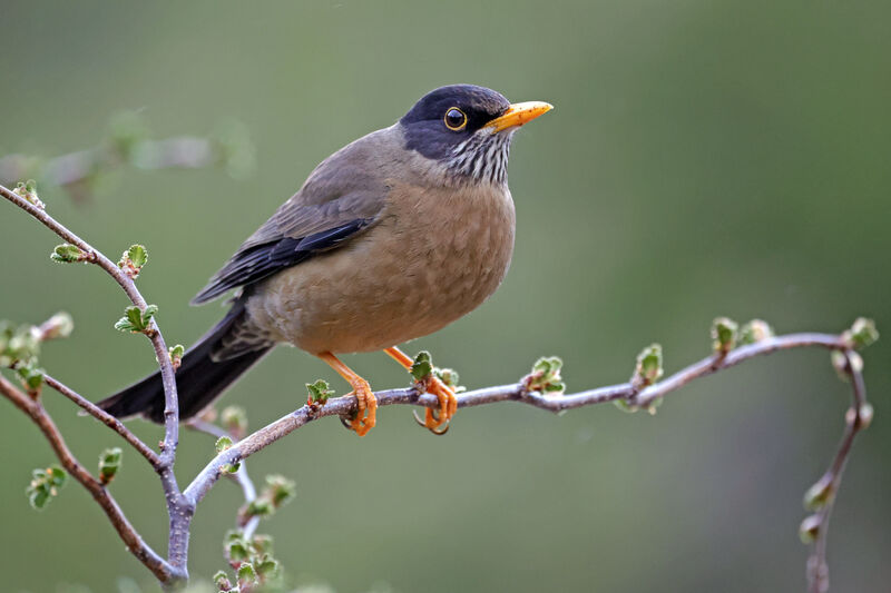 Merle austral mâle adulte, identification