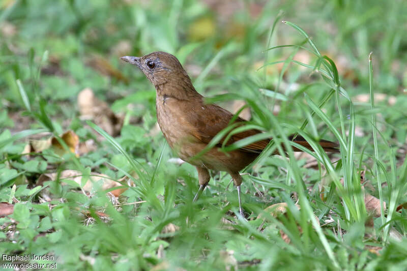 Merle cacaoadulte, identification