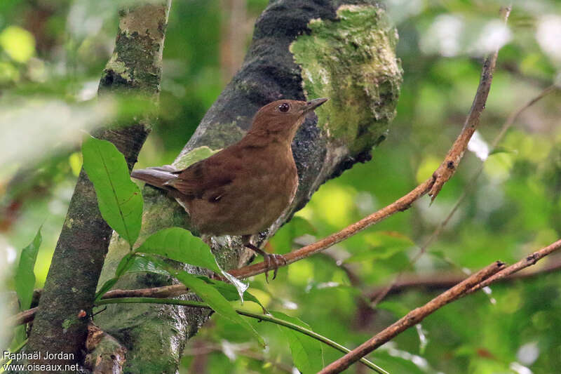 Hauxwell's Thrushadult, identification