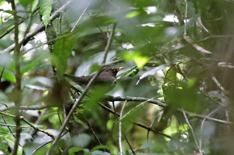 Lawrence's Thrush