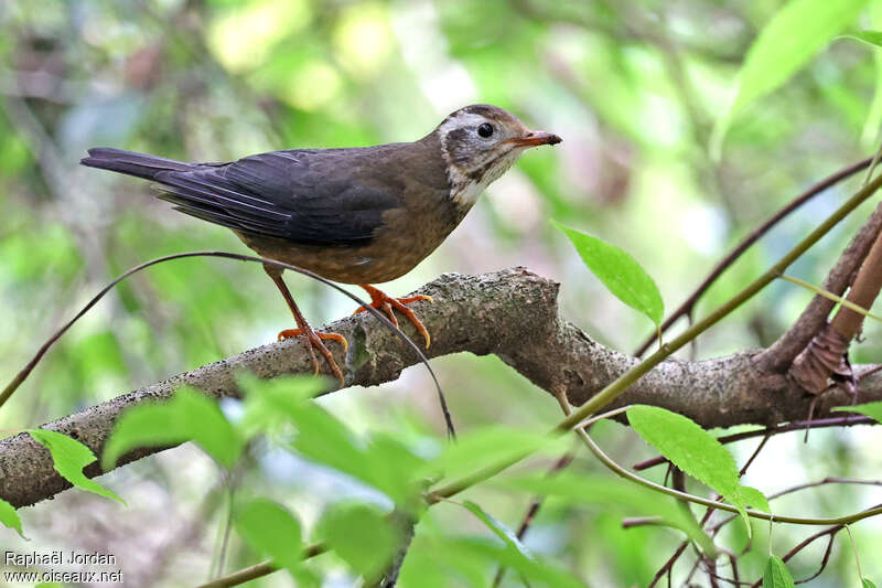 Merle de Taïwan mâle immature