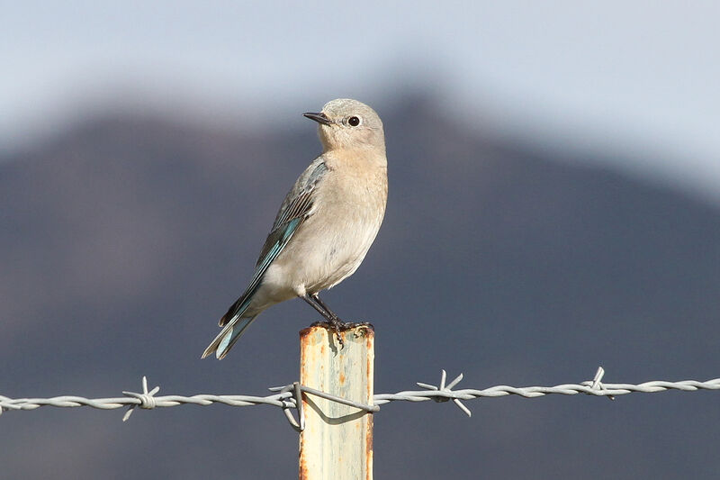 Mountain Bluebird female adult