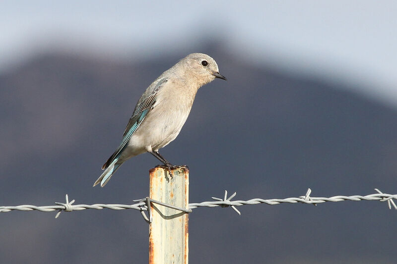 Mountain Bluebird female adult