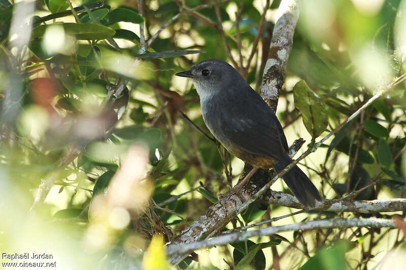 Mérulaxe de Brasiliaadulte