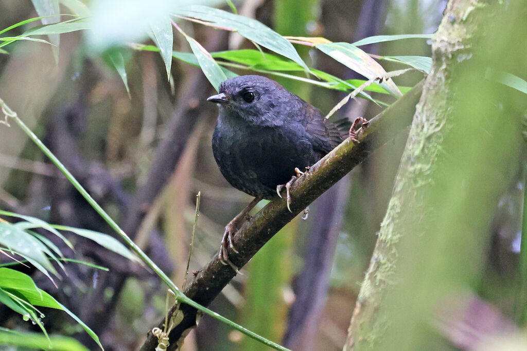 Mérulaxe de Spillmannadulte