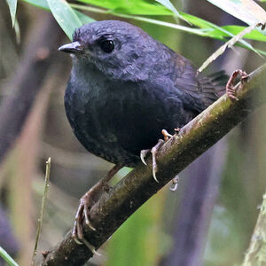 Mérulaxe de Spillmann