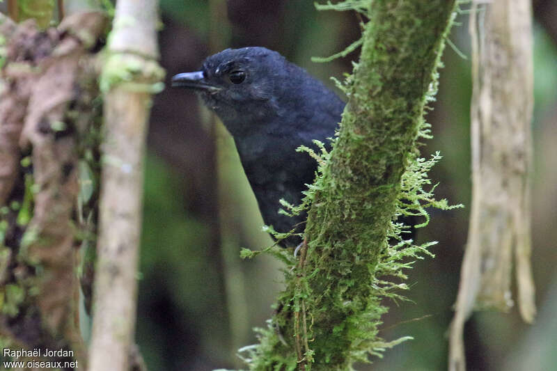 Stiles's Tapaculo male adult, close-up portrait, song