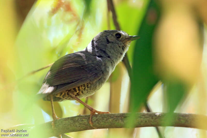 Mérulaxe du Diamantinaadulte, identification