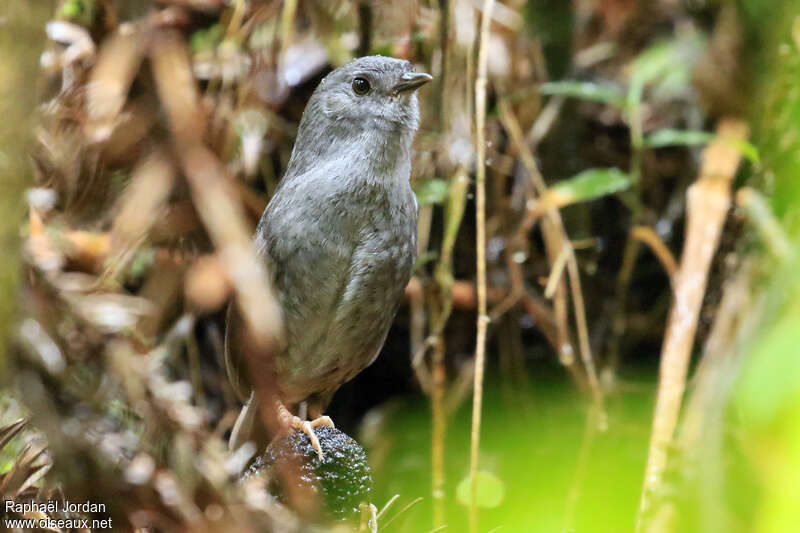 Mérulaxe pétrophileadulte, portrait