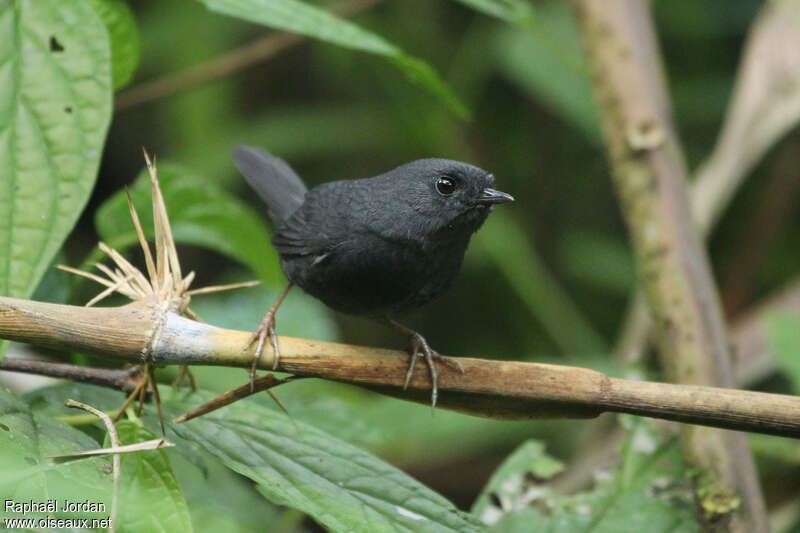 Mouse-colored Tapaculoadult