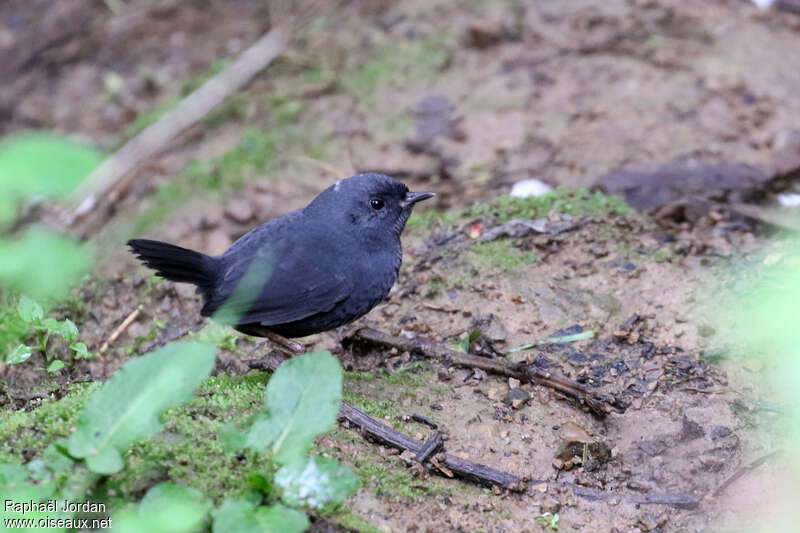 Unicolored Tapaculoadult, identification