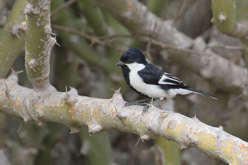 Mésange à ailes blanchesadulte