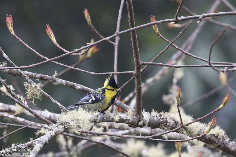 Yellow-cheeked Tit male adult breeding, identification